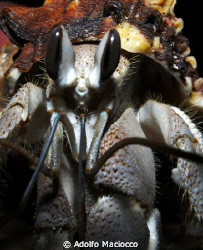 Hermit Crab ,
Dahab by Adolfo Maciocco 